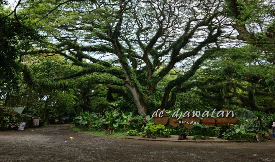 Foto pemandangan Hutan De Djawatan, destinasi wisata Banyuwangi